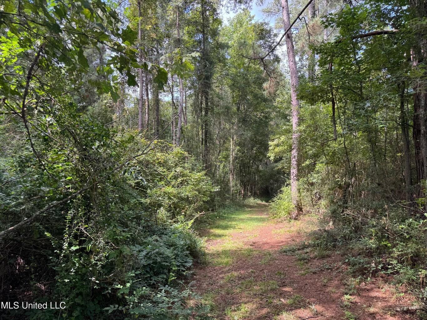 38 acres in Mississippi Near Louisiana State Line