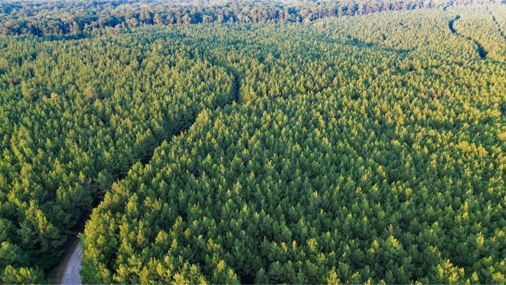 Claiborne Parish Timberland for Sale