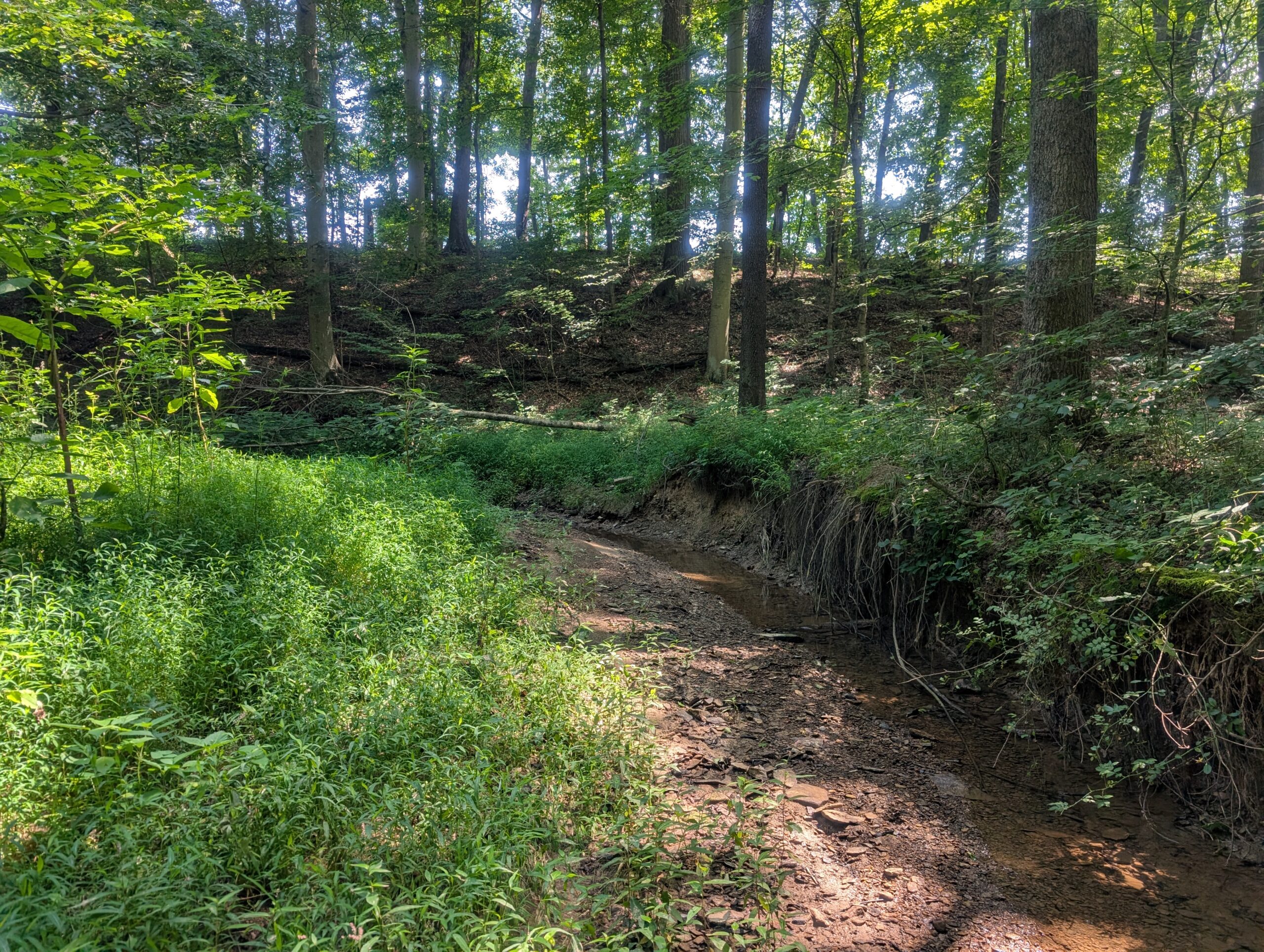 Secluded Central Ohio Hunting and Timber Land