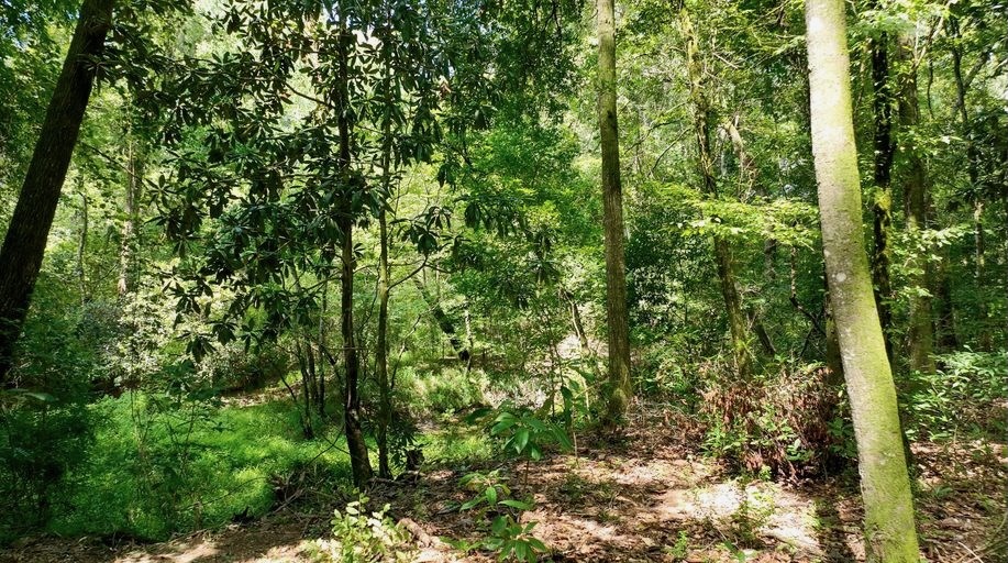 345+- Acres on Bogue Chitto River Summit MS