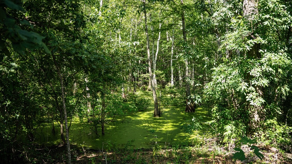 Tchula MS Delta 97 Acres