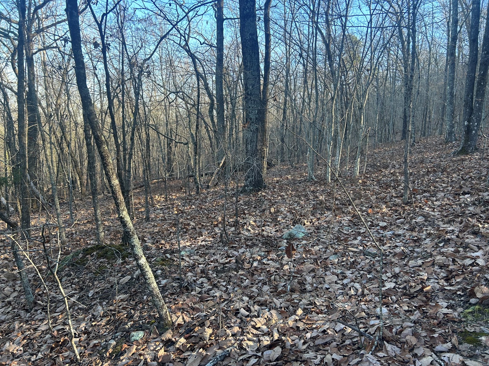 40 Acres of Harwood Timber in Talladega, Alabama