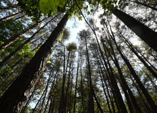 231.15 Acre Timber Land for Sale in Clifton, Tennessee