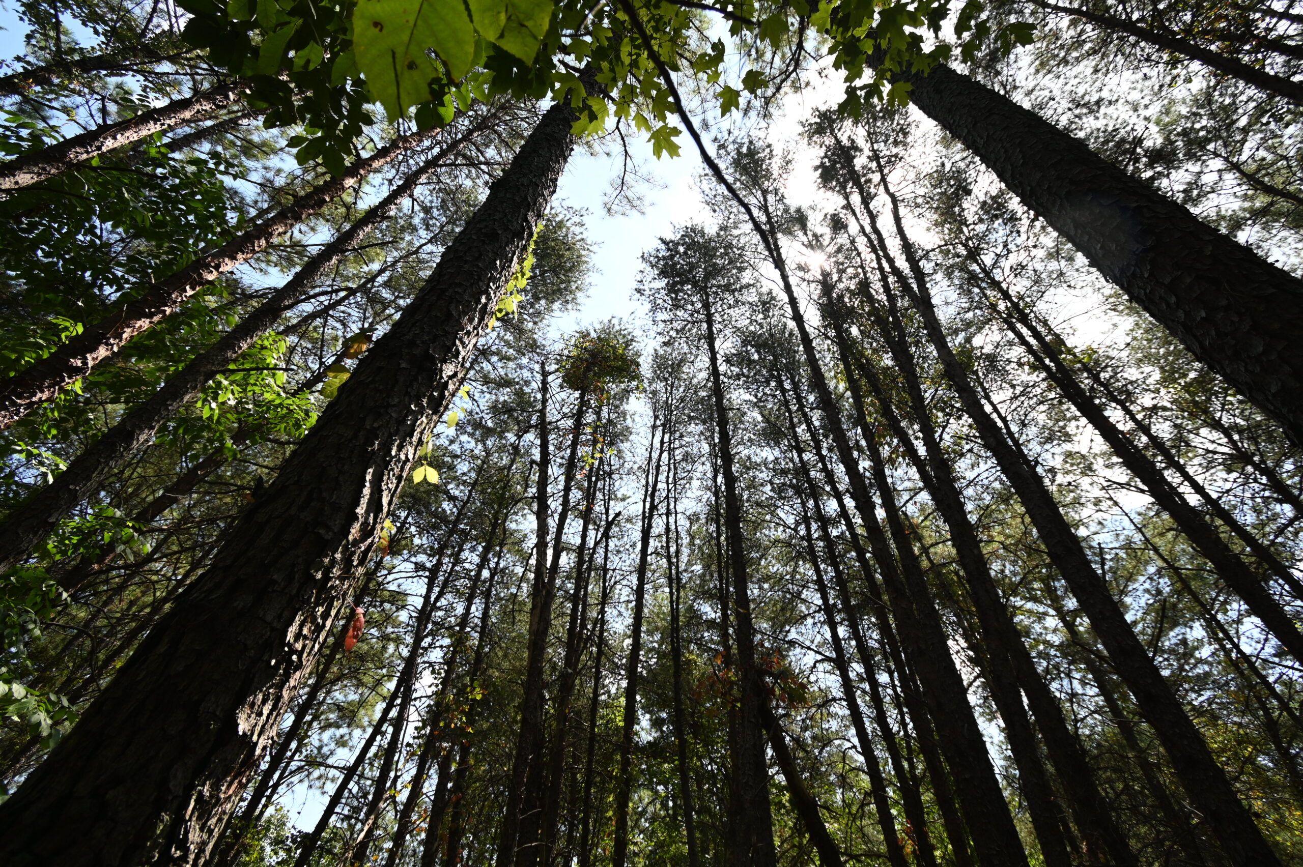 231.15 Acre Timber Land for Sale in Clifton, Tennessee
