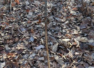 40 Acres of Harwood Timber in Talladega, Alabama
