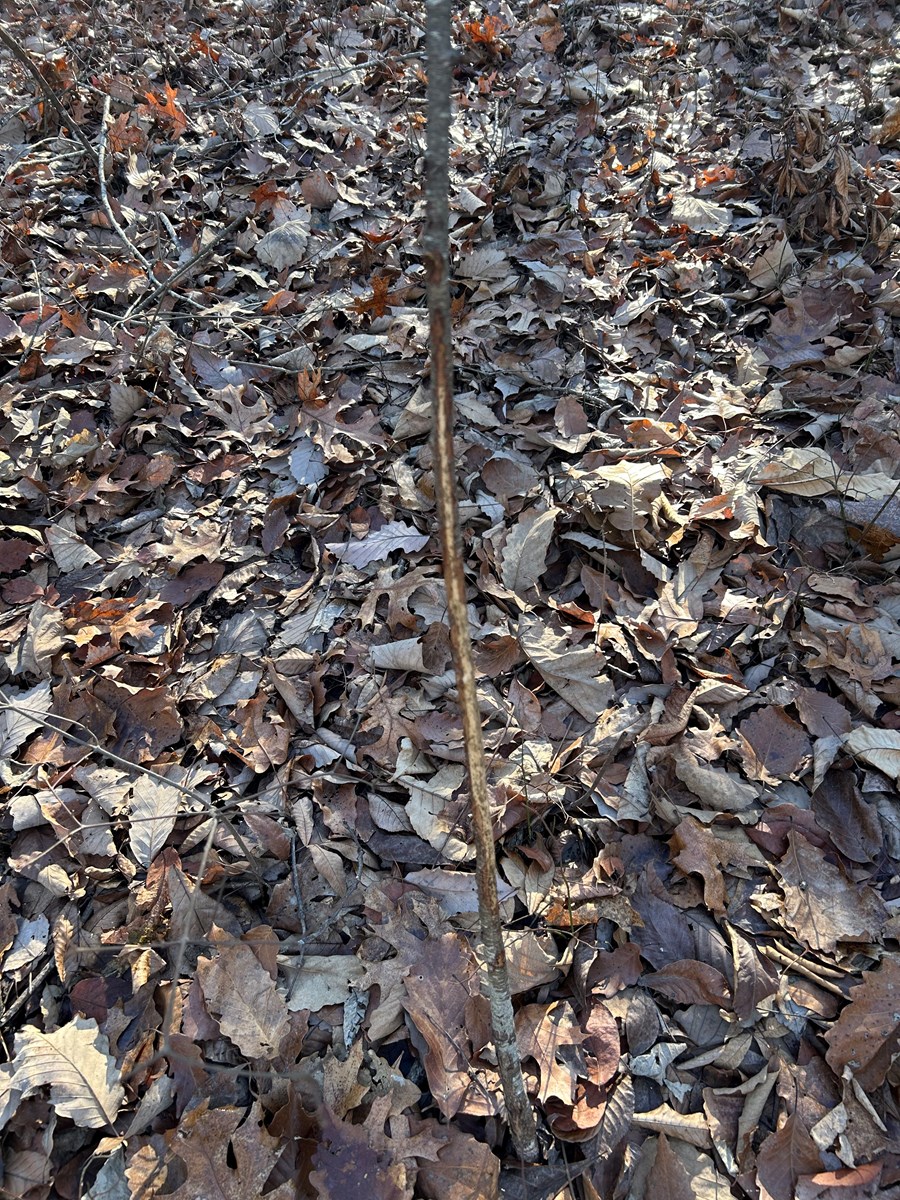 40 Acres of Harwood Timber in Talladega, Alabama