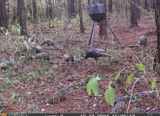 38 acres in Mississippi Near Louisiana State Line