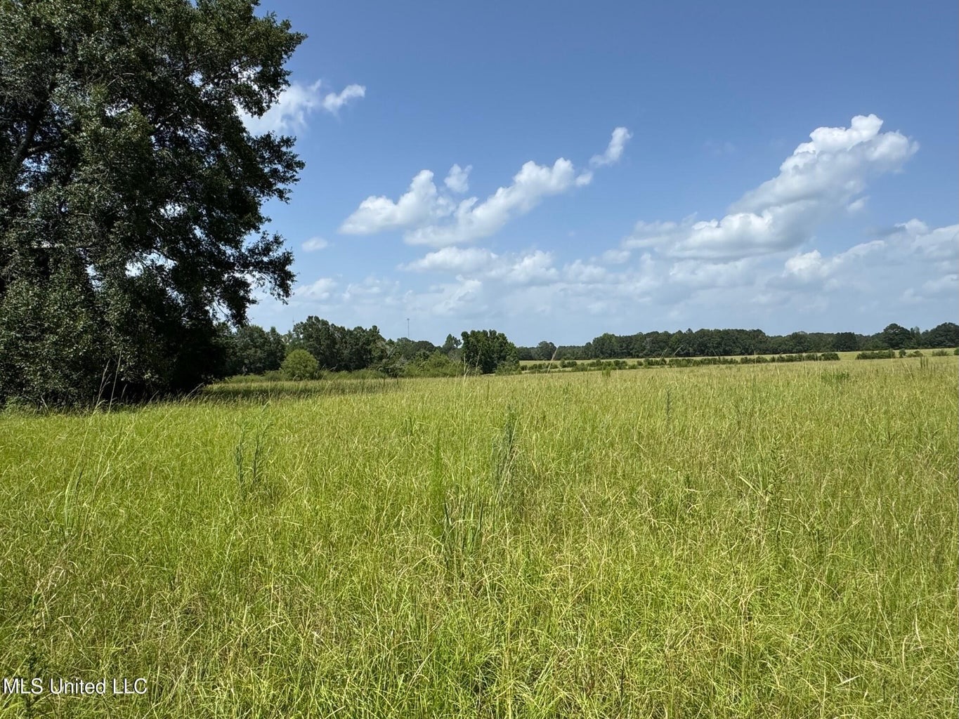 Mississippi Land for Sale Near Osyka MS & LA State Line