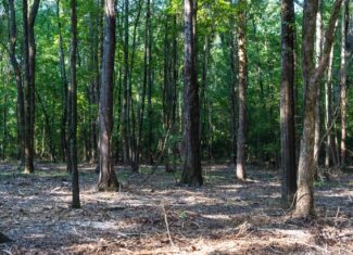 Affordable Multi-Use Recreational Tract