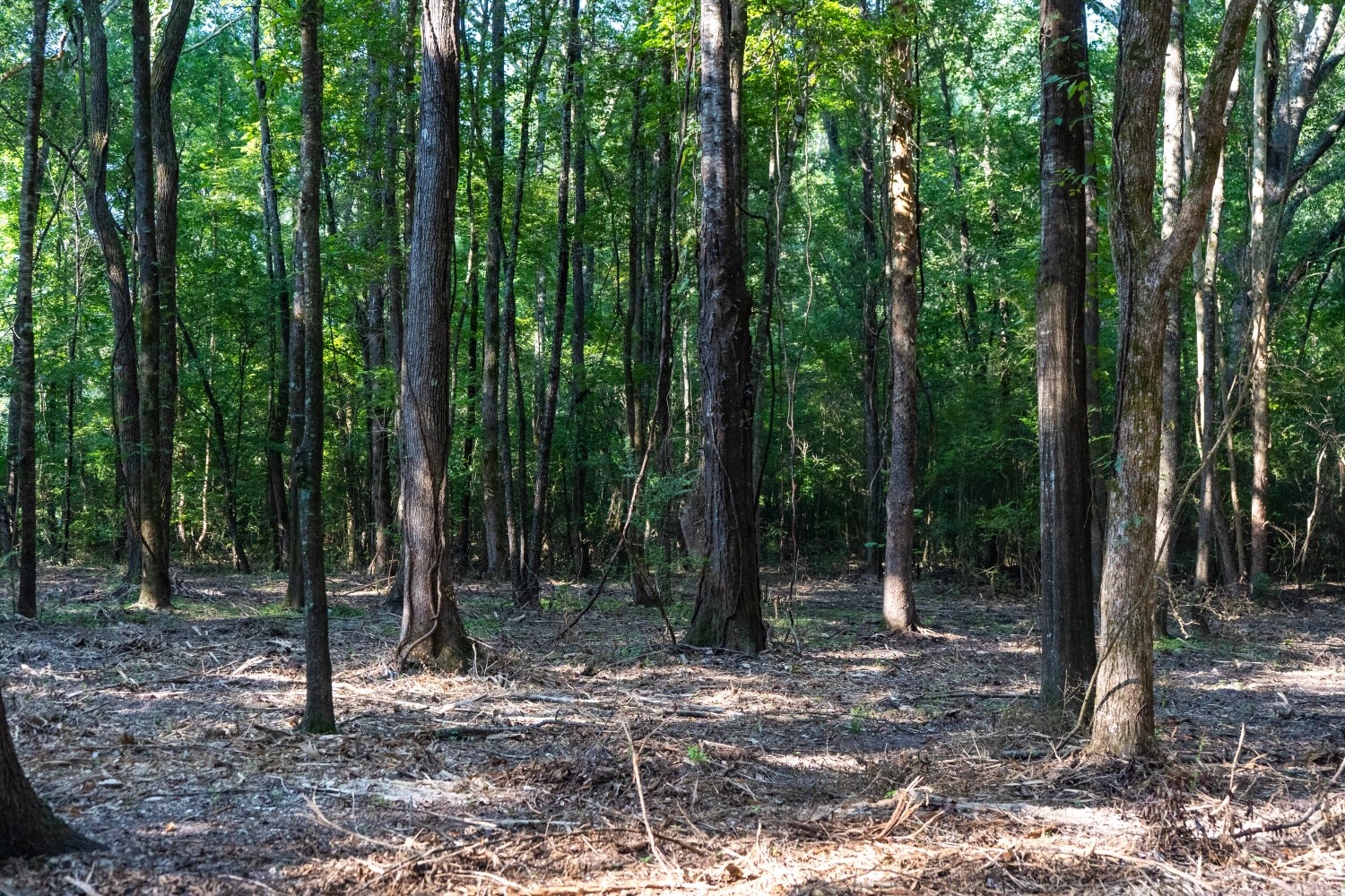 Affordable Multi-Use Recreational Tract