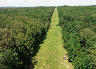 Lincoln Parish Timberland for Sale