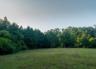 Claiborne Parish Timberland for Sale