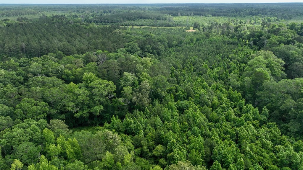 345+- Acres on Bogue Chitto River Summit MS