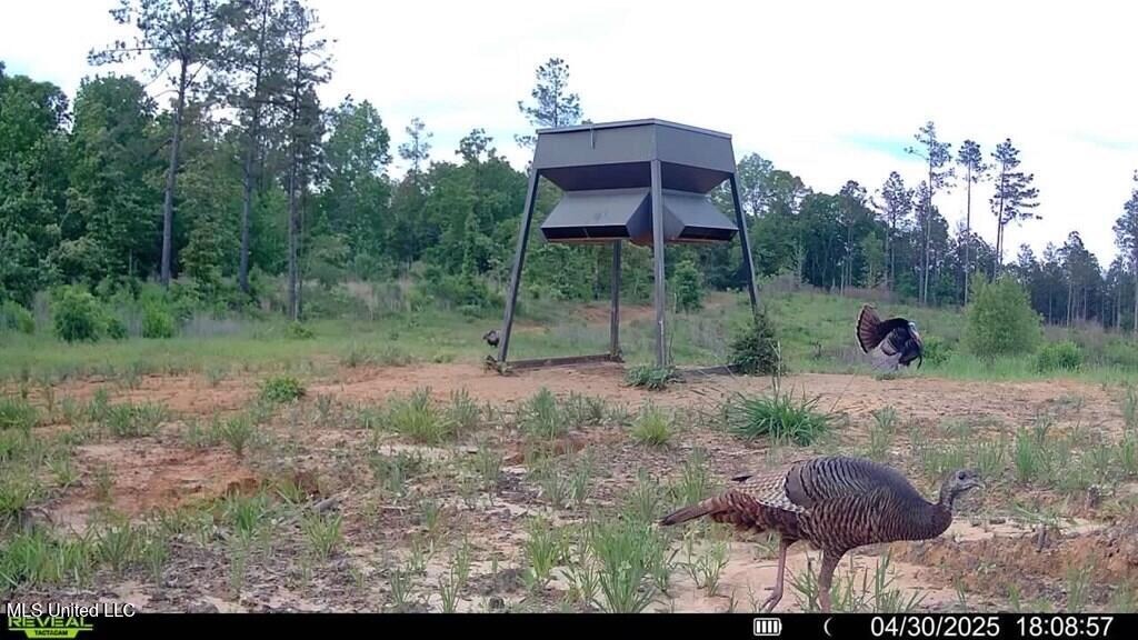 Catahoula Parish 290 Acres Hunting and Income Property