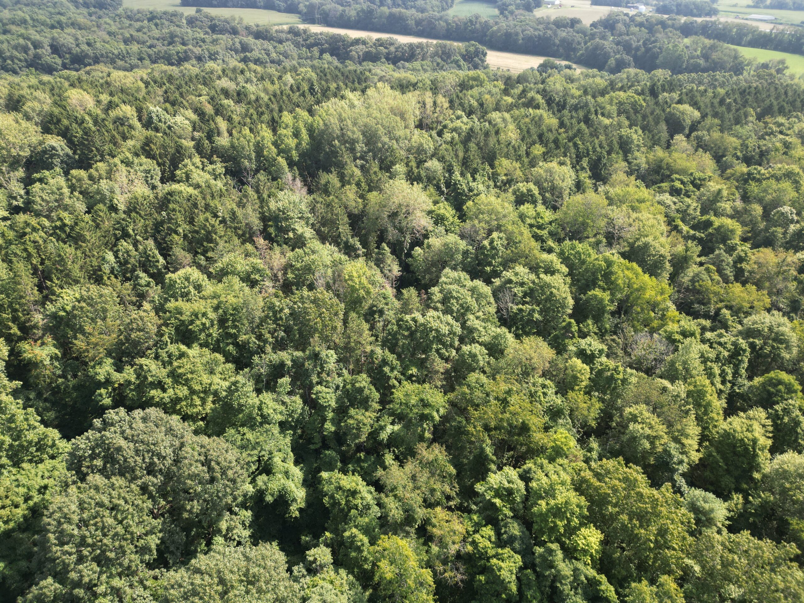 Secluded Central Ohio Hunting and Timber Land