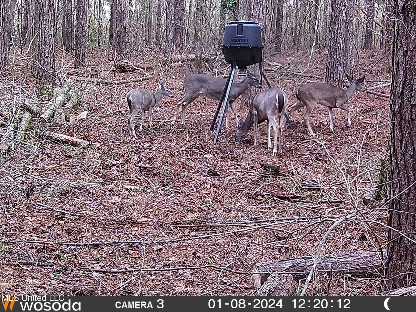 38 acres in Mississippi Near Louisiana State Line