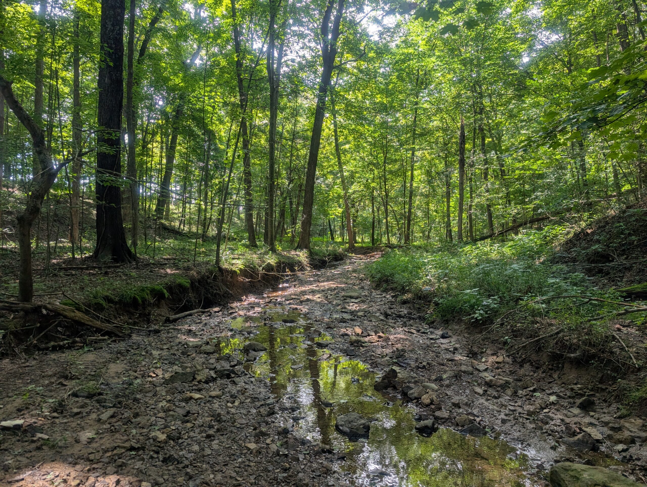 Secluded Central Ohio Hunting and Timber Land