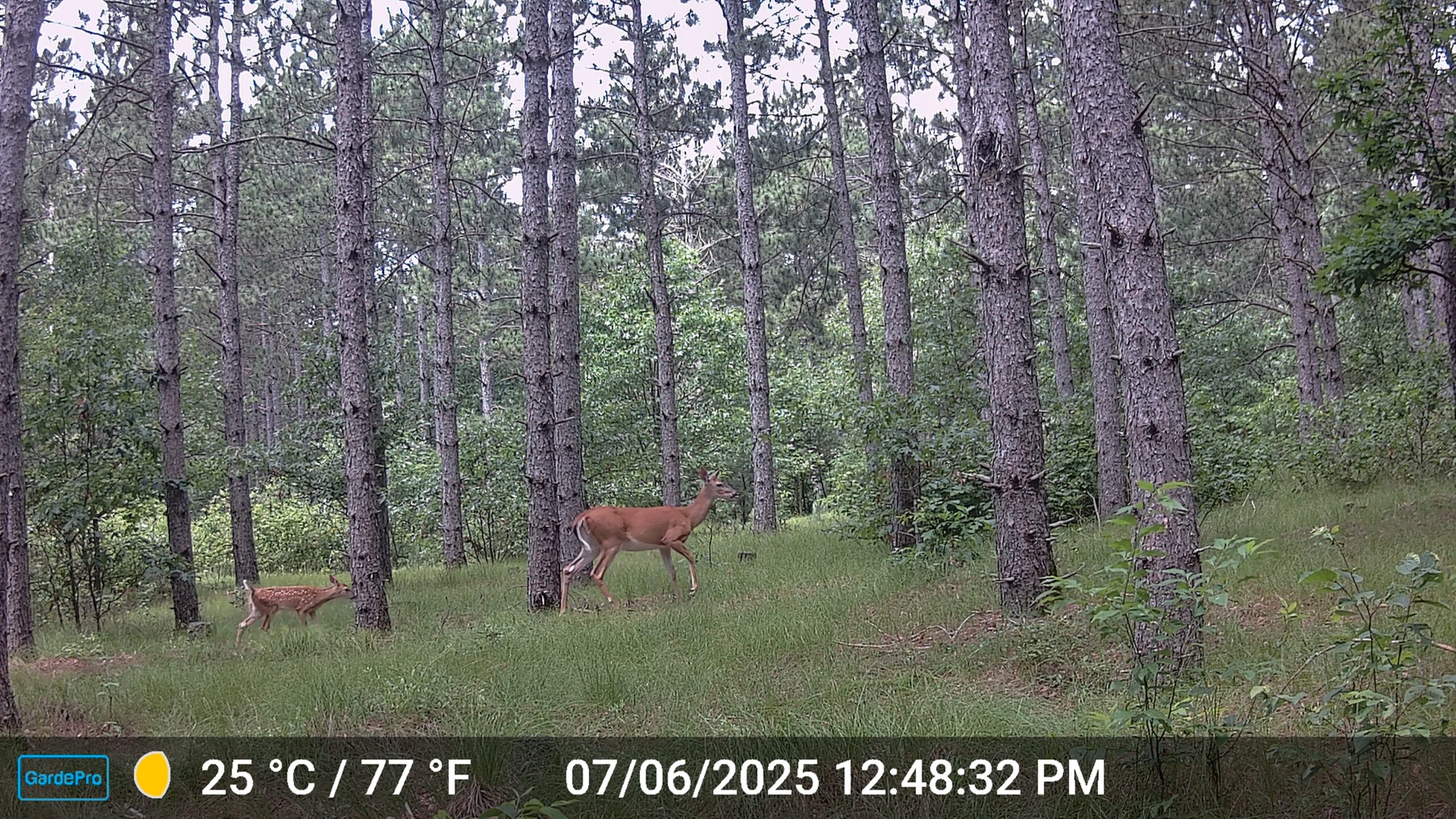 22.35+/- Wooded Acres in Adams County’s Town of Big Flats