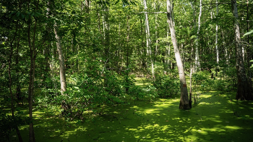 Tchula MS Delta 97 Acres