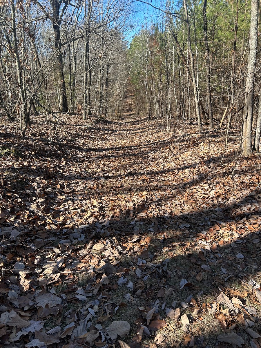 40 Acres of Harwood Timber in Talladega, Alabama