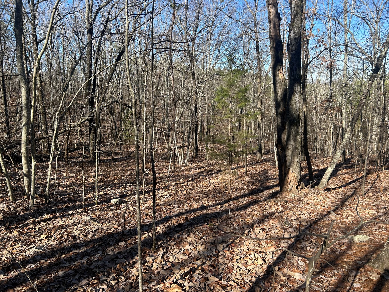 40 Acres of Harwood Timber in Talladega, Alabama