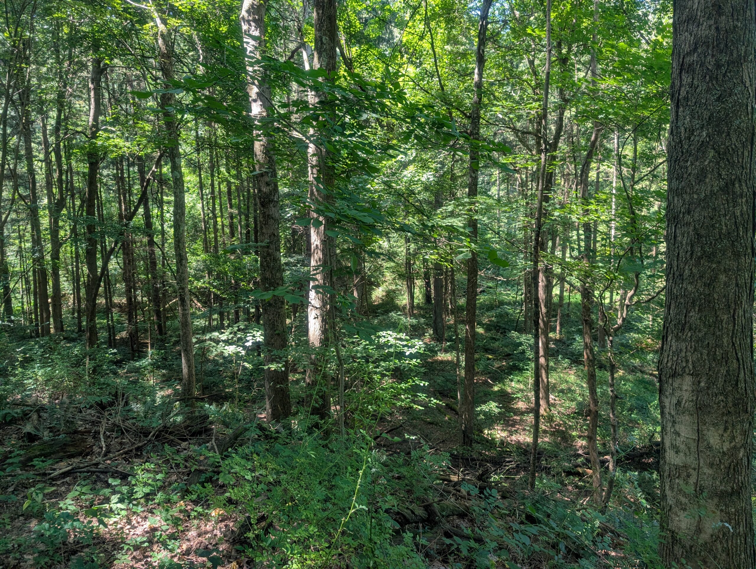 Secluded Central Ohio Hunting and Timber Land
