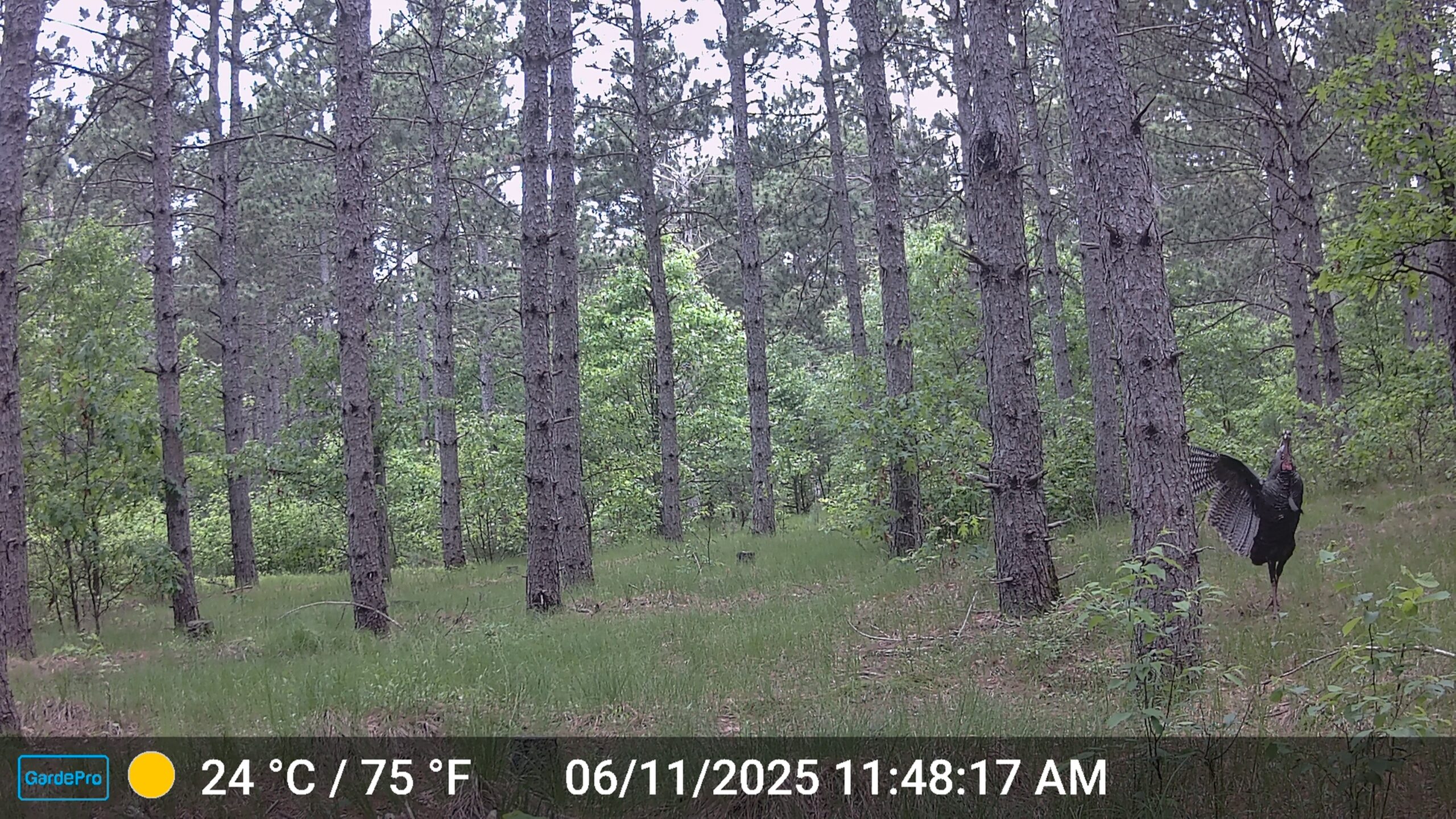 22.35+/- Wooded Acres in Adams County’s Town of Big Flats