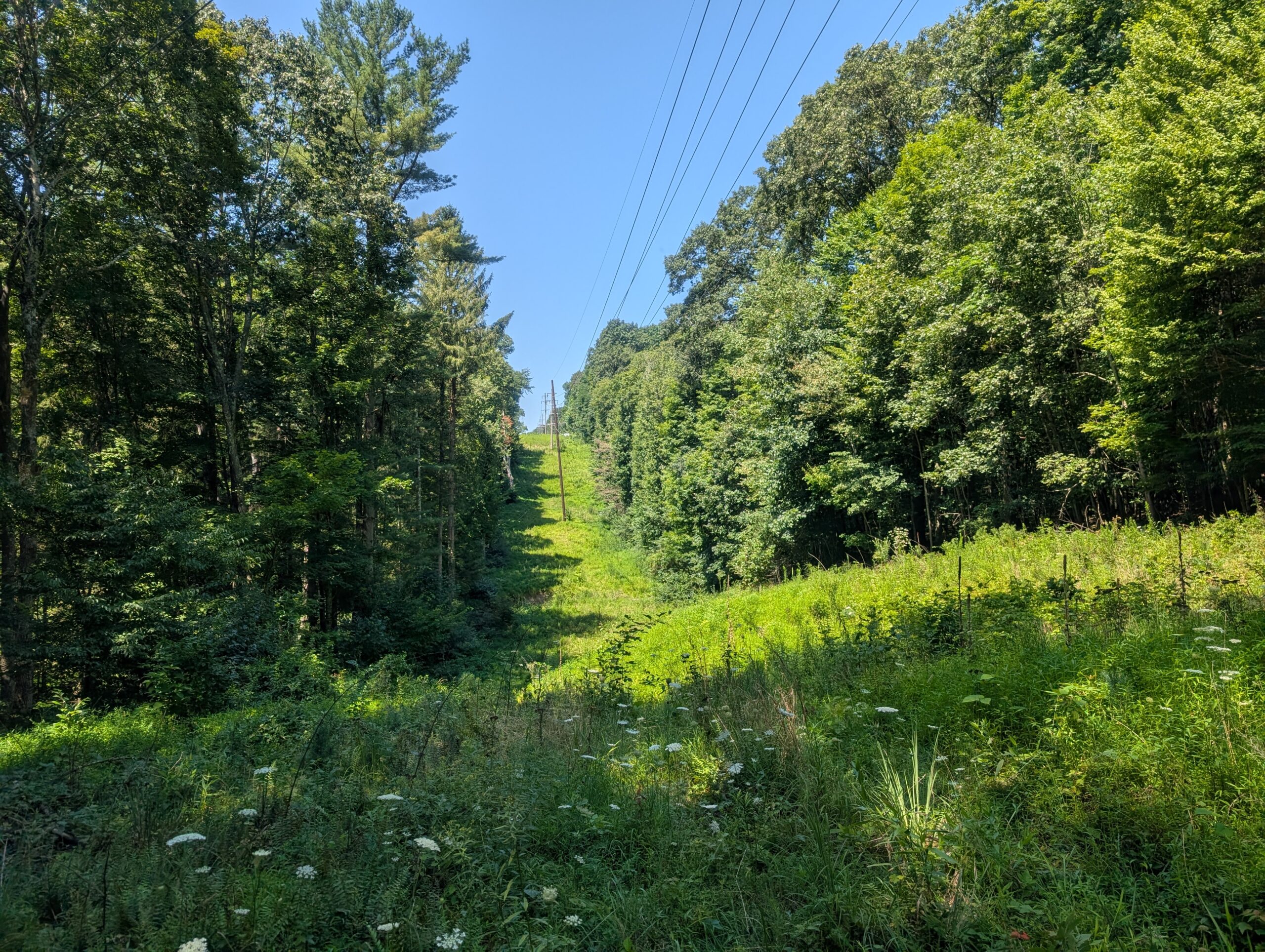 Secluded Central Ohio Hunting and Timber Land