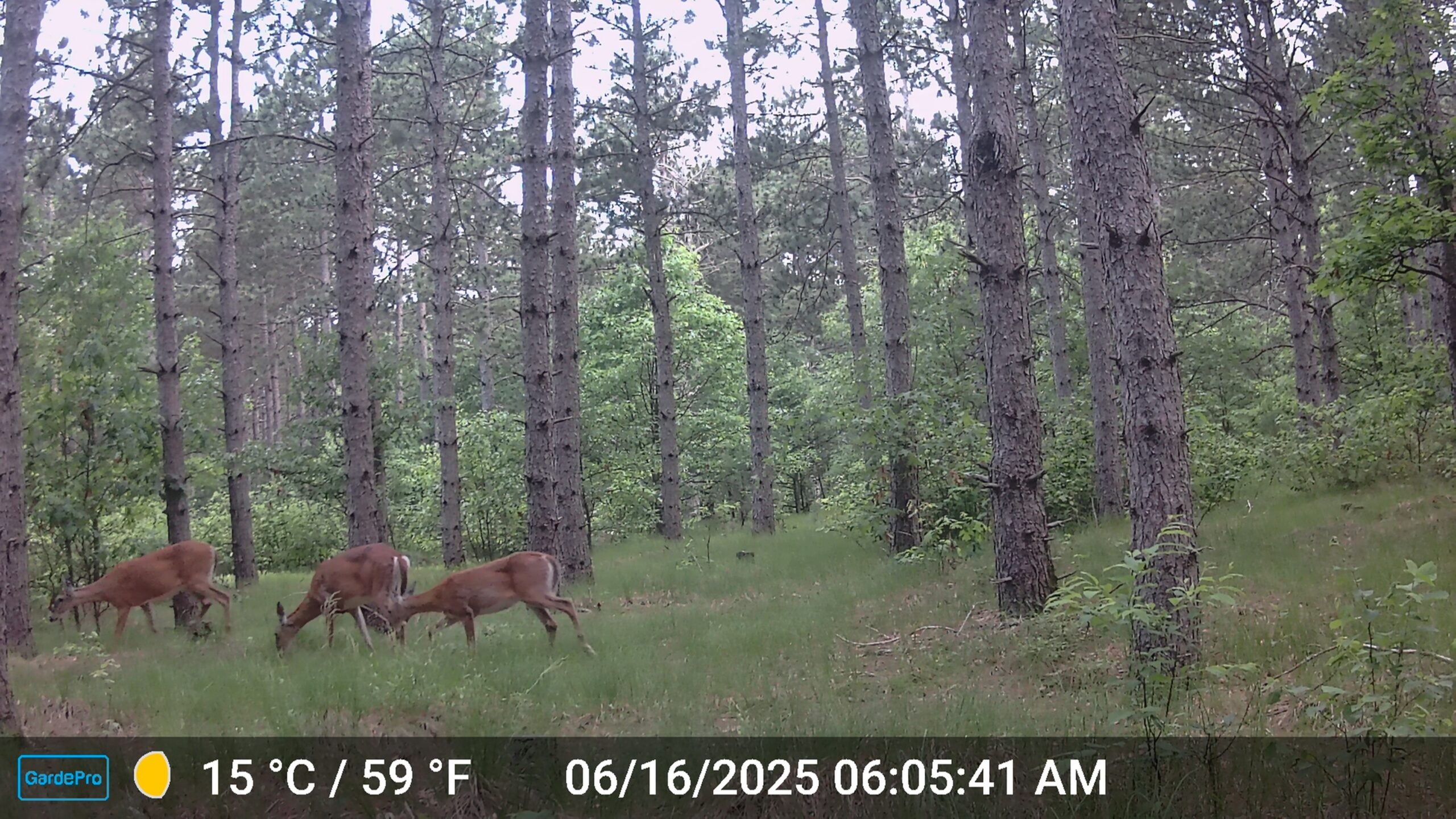 22.35+/- Wooded Acres in Adams County’s Town of Big Flats