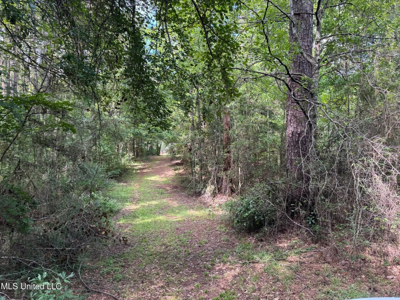 38 acres in Mississippi Near Louisiana State Line