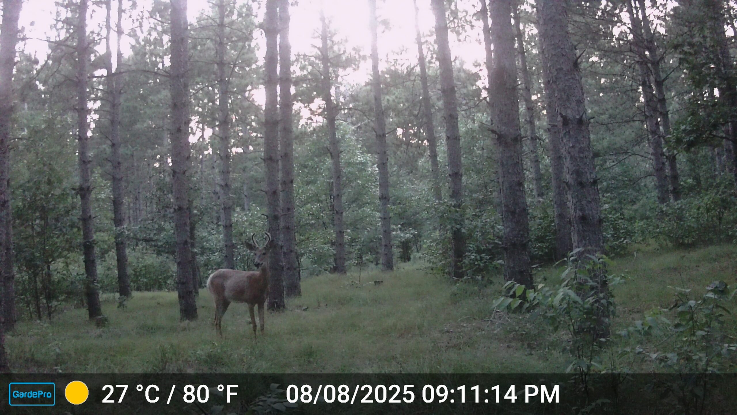 22.35+/- Wooded Acres in Adams County’s Town of Big Flats