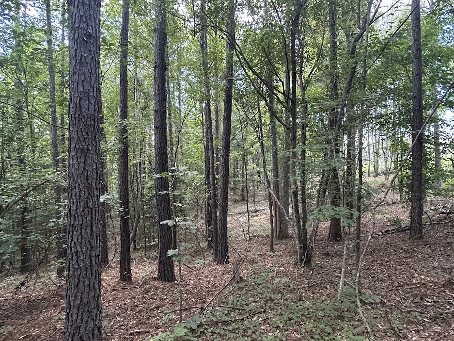 42 Acres in Autauga County – Secluded, Fenced, and Hunting Ready