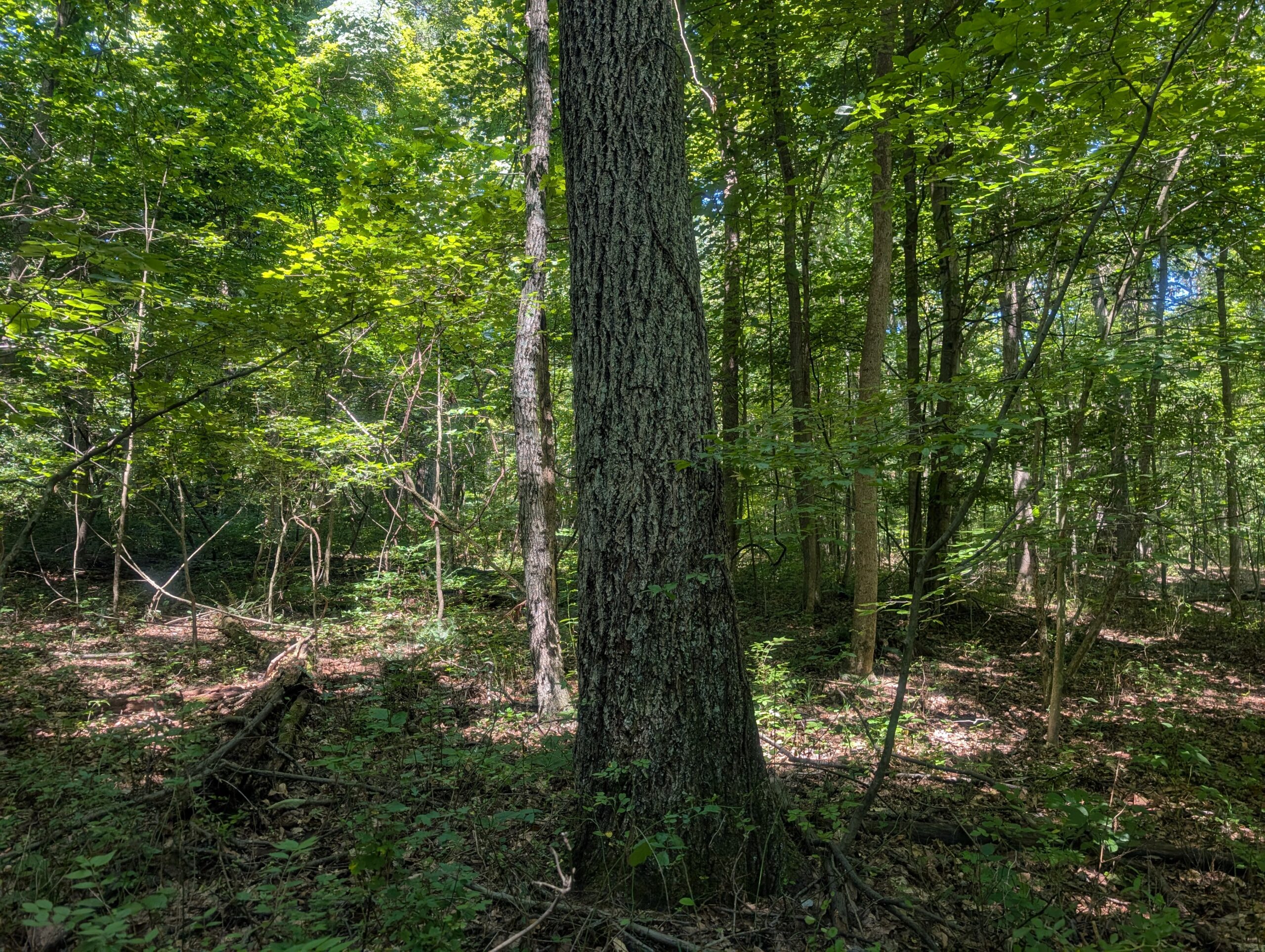 Secluded Central Ohio Hunting and Timber Land