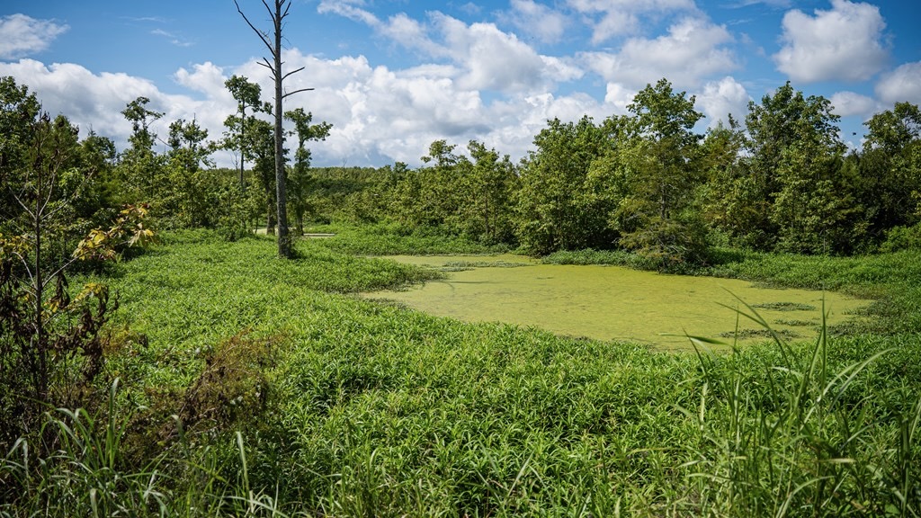 Tchula MS Delta 97 Acres