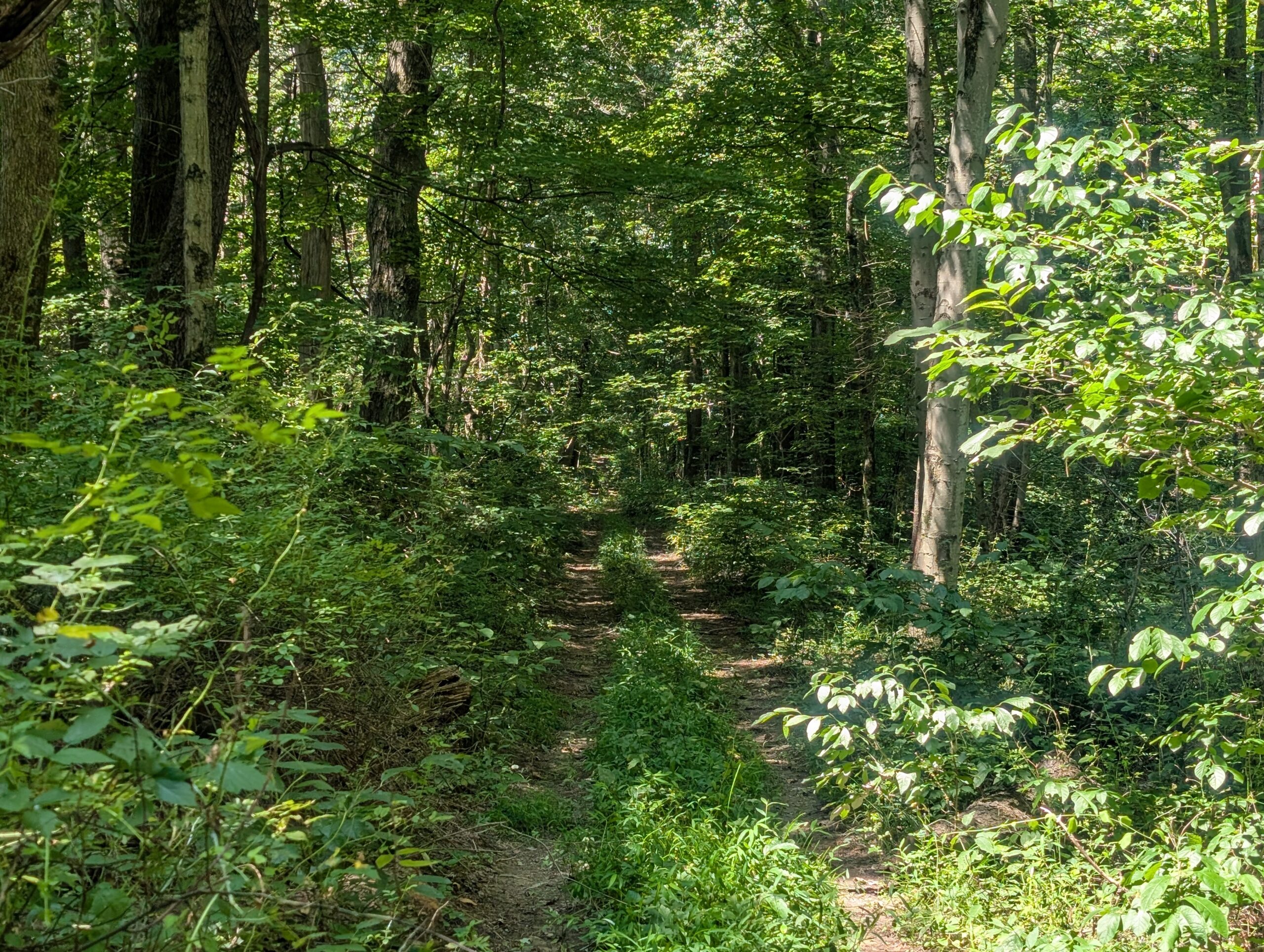 Secluded Central Ohio Hunting and Timber Land