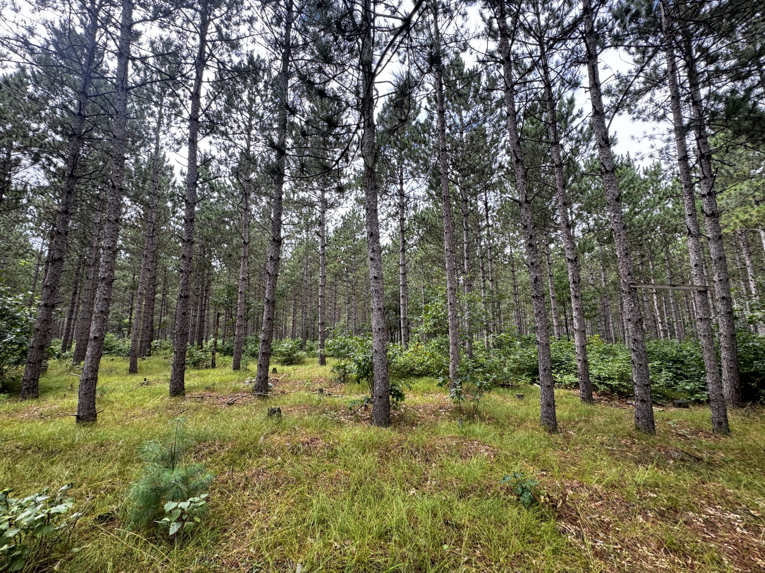 22.35+/- Wooded Acres in Adams County’s Town of Big Flats
