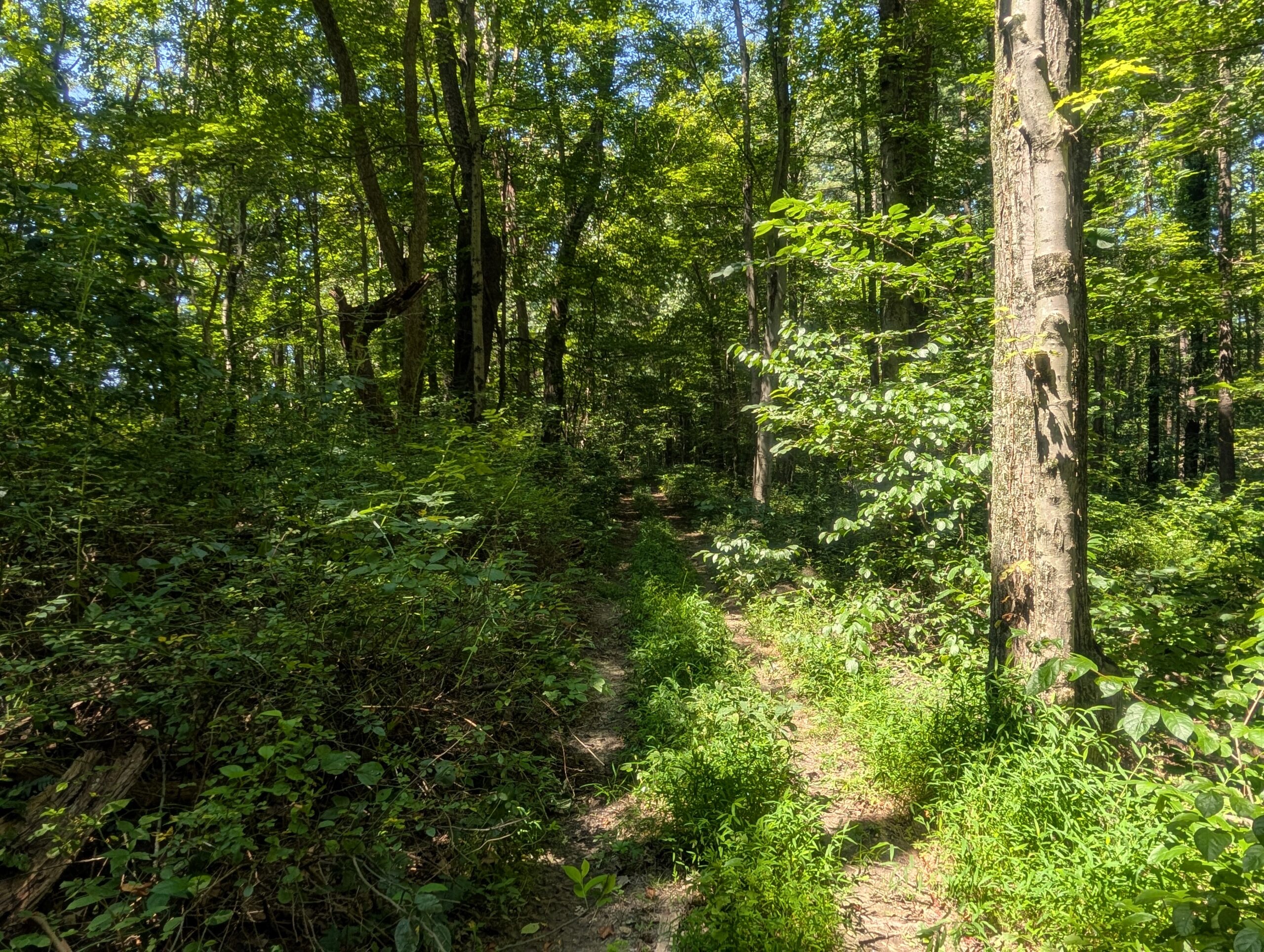 Secluded Central Ohio Hunting and Timber Land