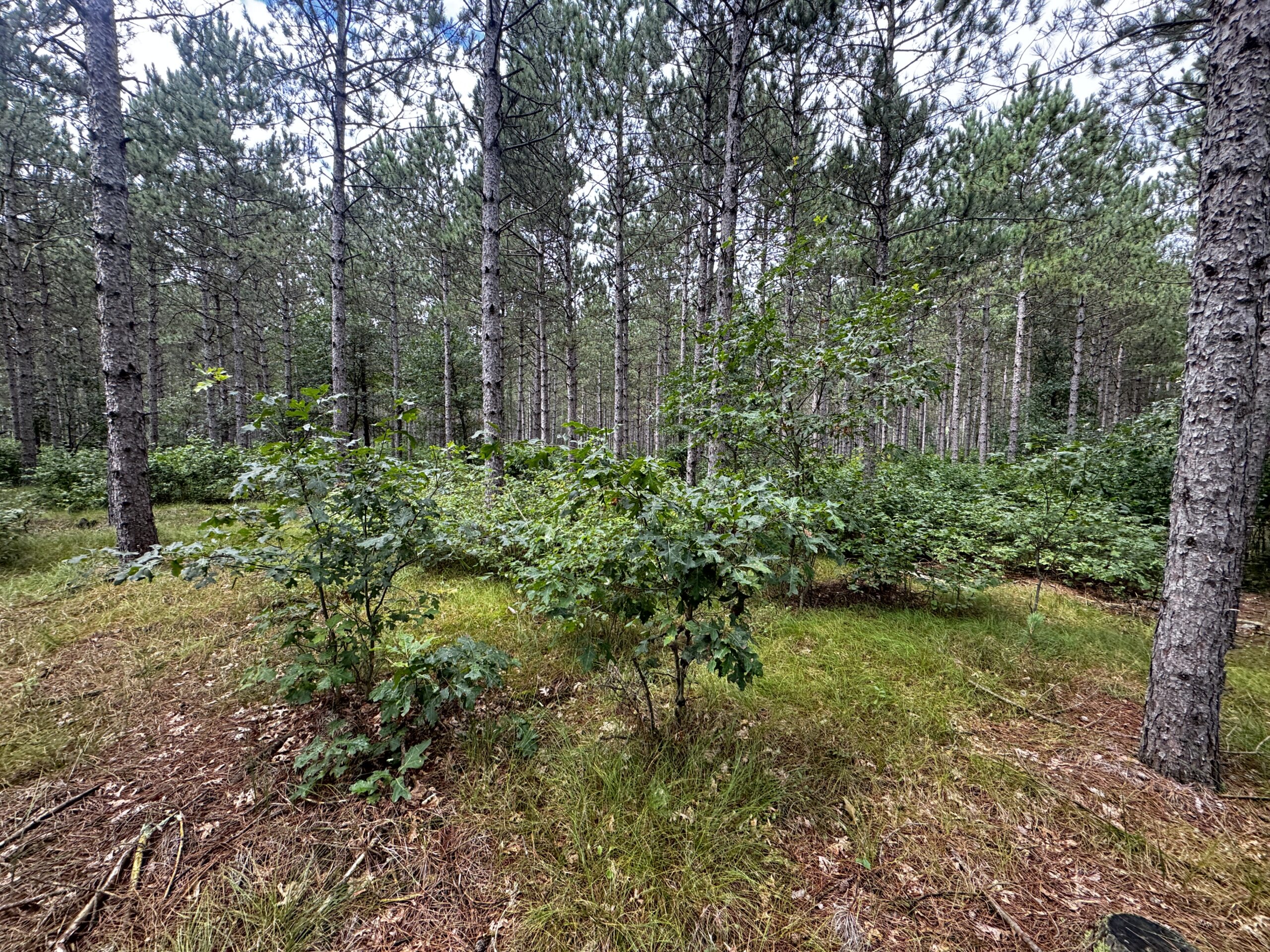 22.35+/- Wooded Acres in Adams County’s Town of Big Flats