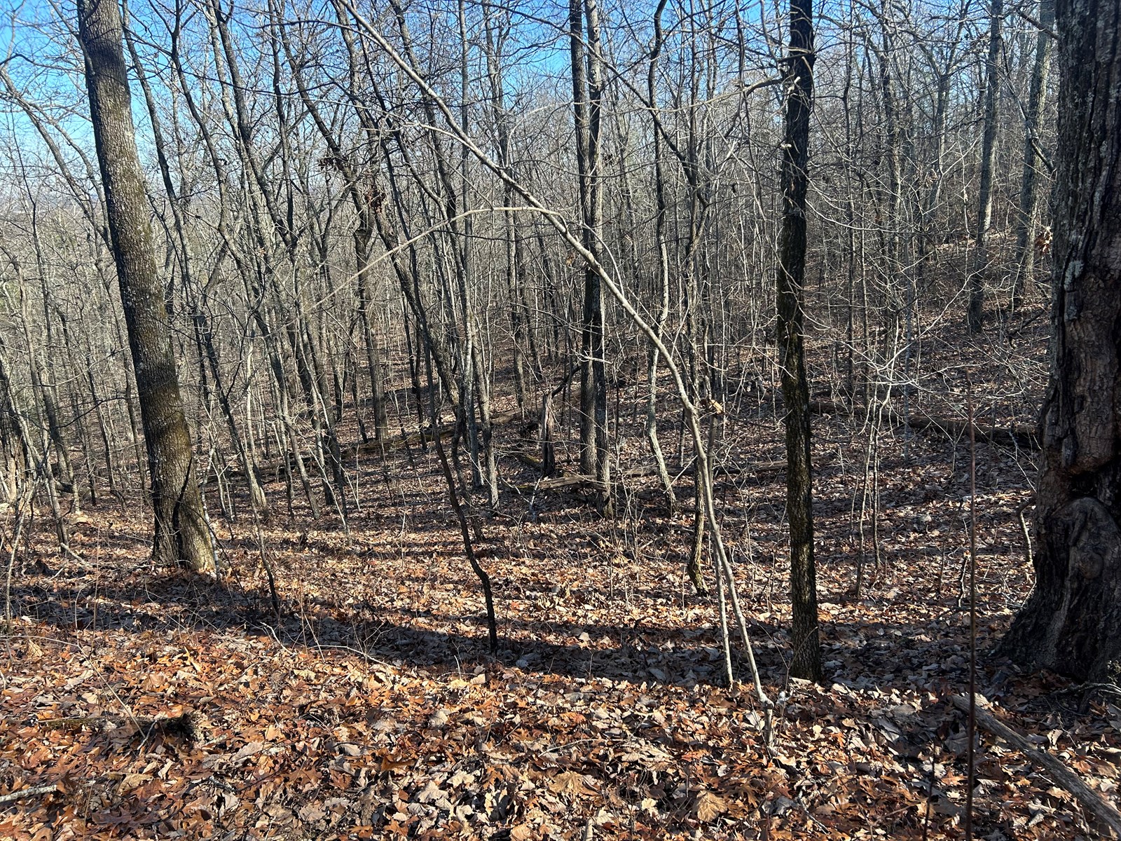 40 Acres of Harwood Timber in Talladega, Alabama