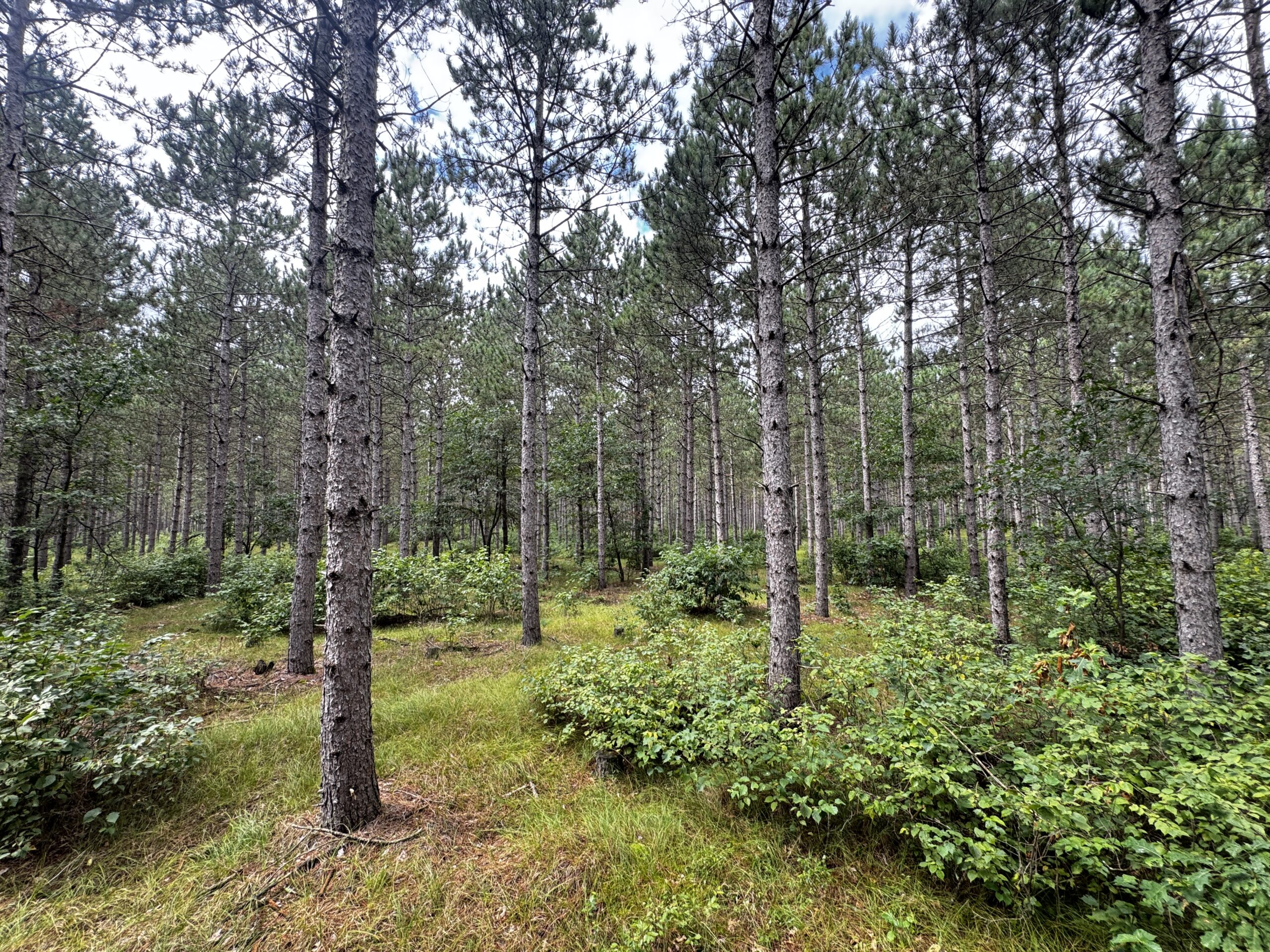 22.35+/- Wooded Acres in Adams County’s Town of Big Flats