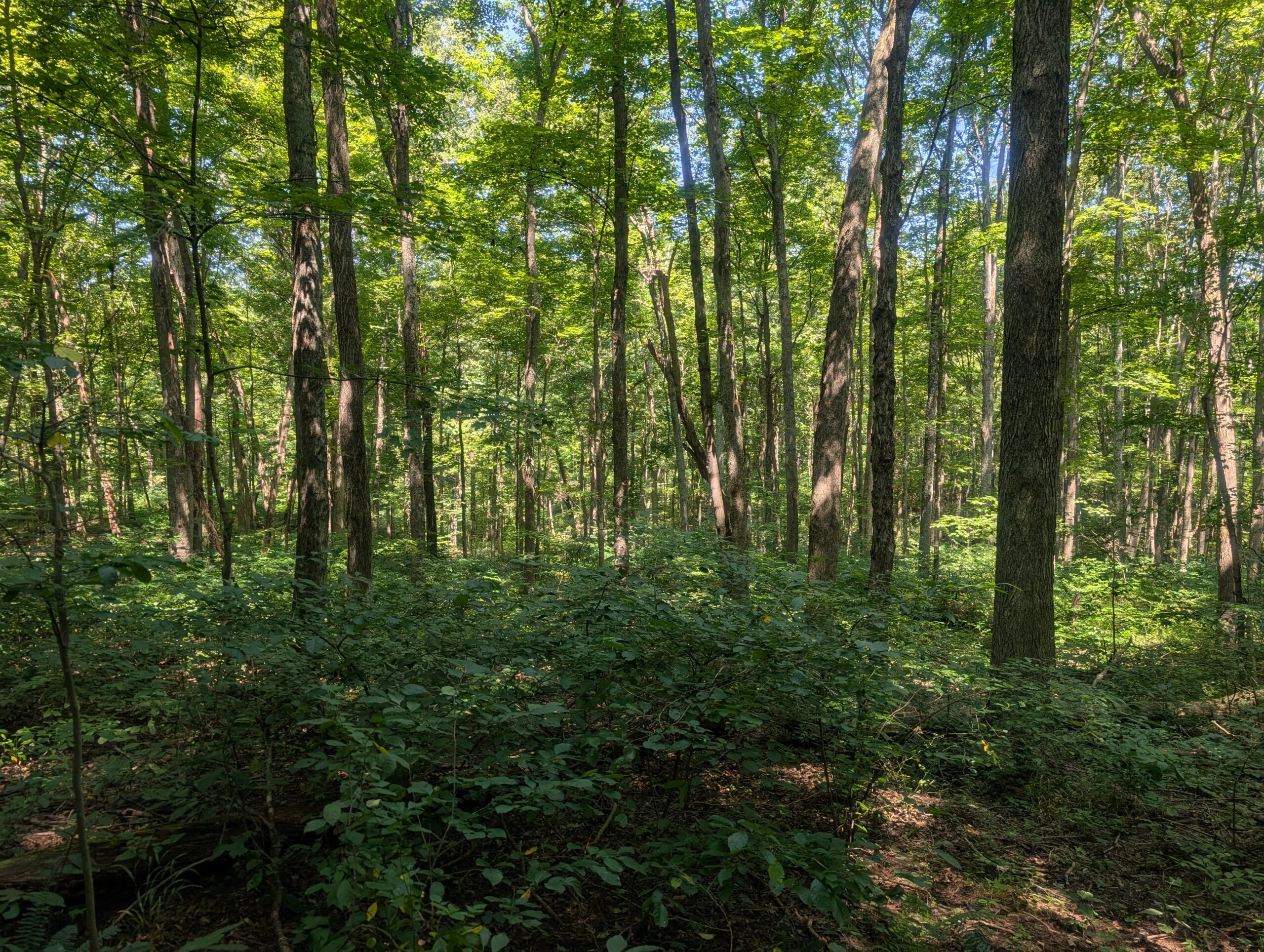 Secluded Central Ohio Hunting and Timber Land