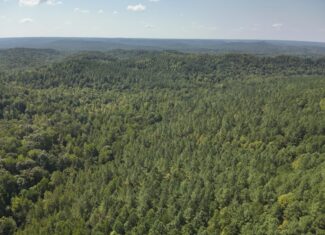 231.15 Acre Timber Land for Sale in Clifton, Tennessee