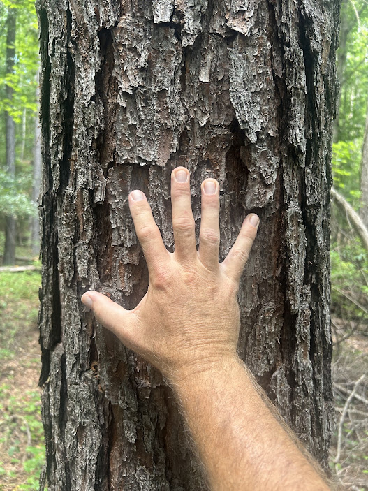 42 Acres in Autauga County – Secluded, Fenced, and Hunting Ready