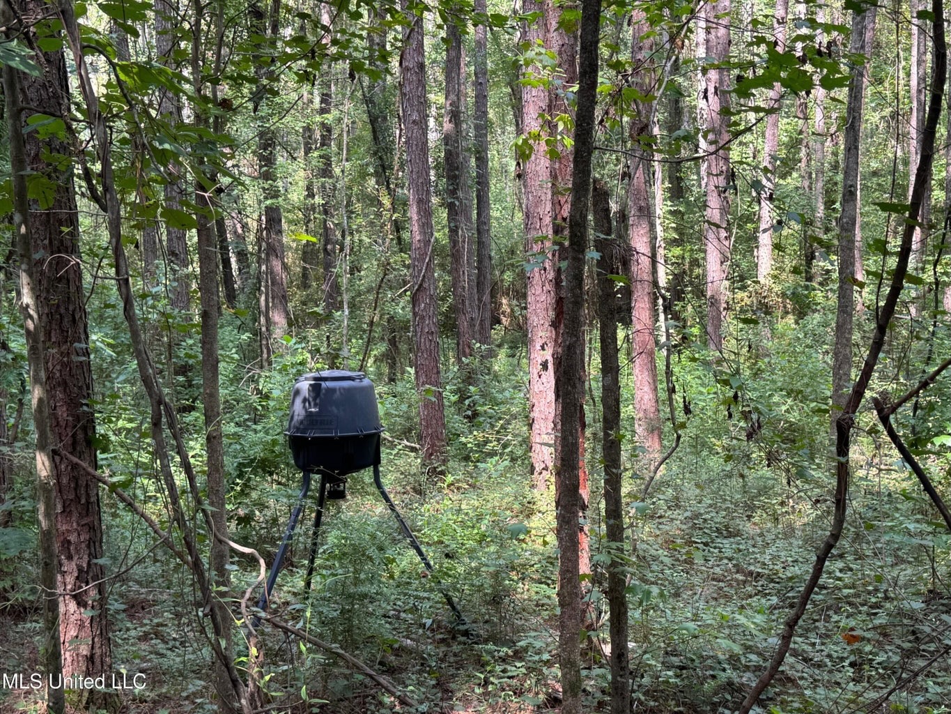 38 acres in Mississippi Near Louisiana State Line
