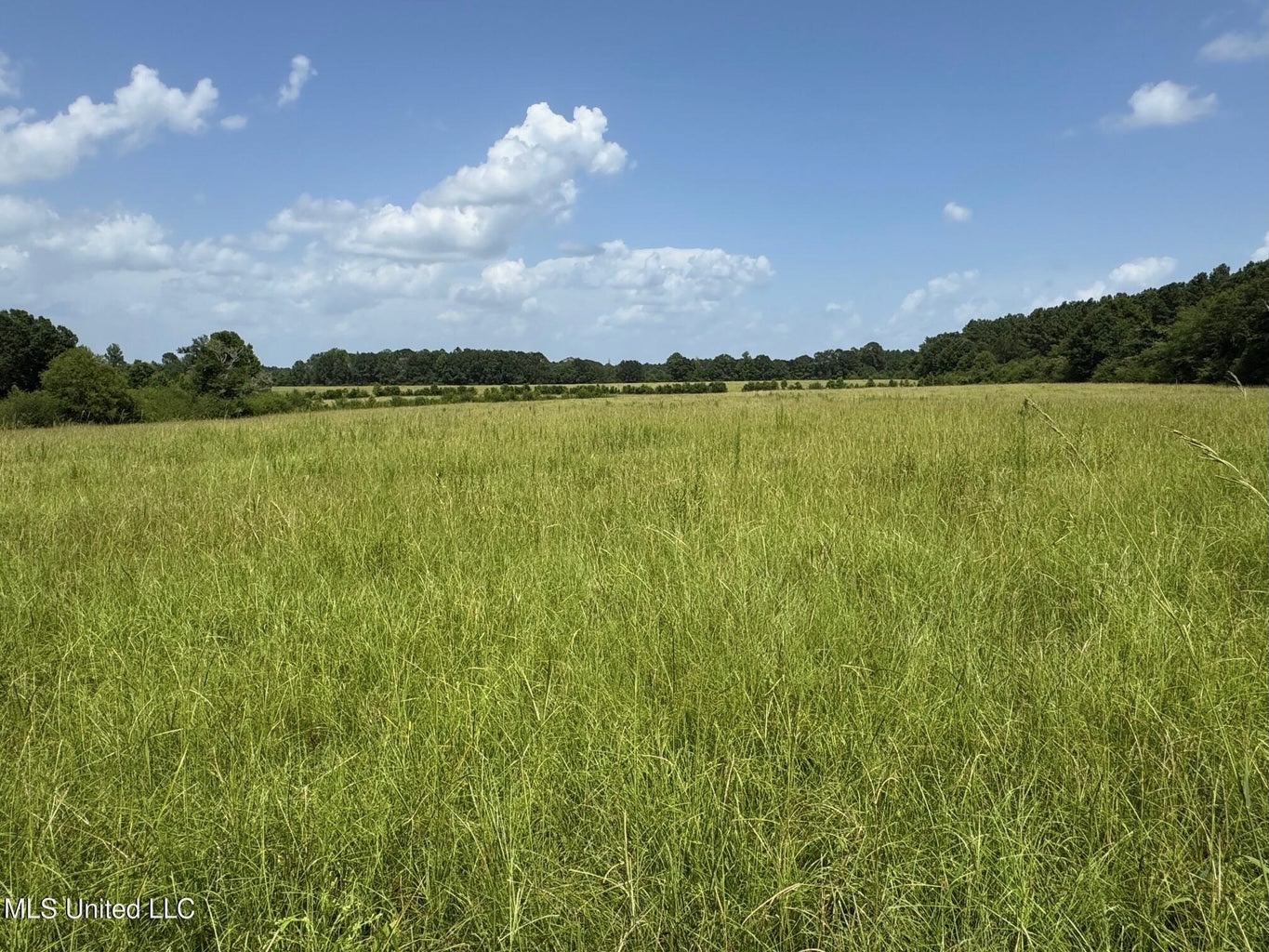 Mississippi Land for Sale Near Osyka MS & LA State Line