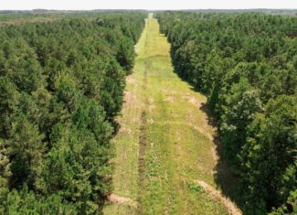 Lincoln Parish Timberland for Sale