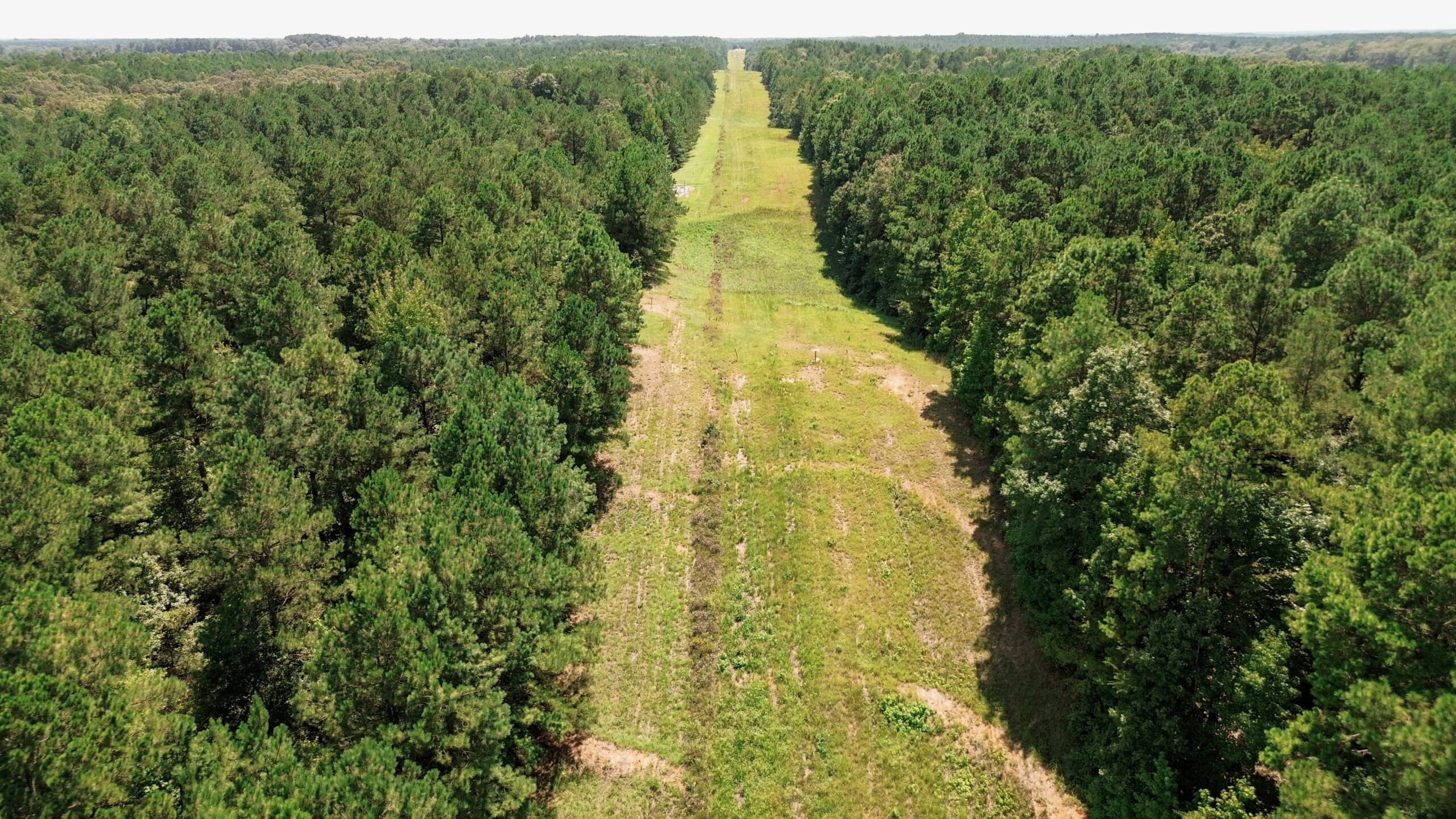 Lincoln Parish Timberland for Sale