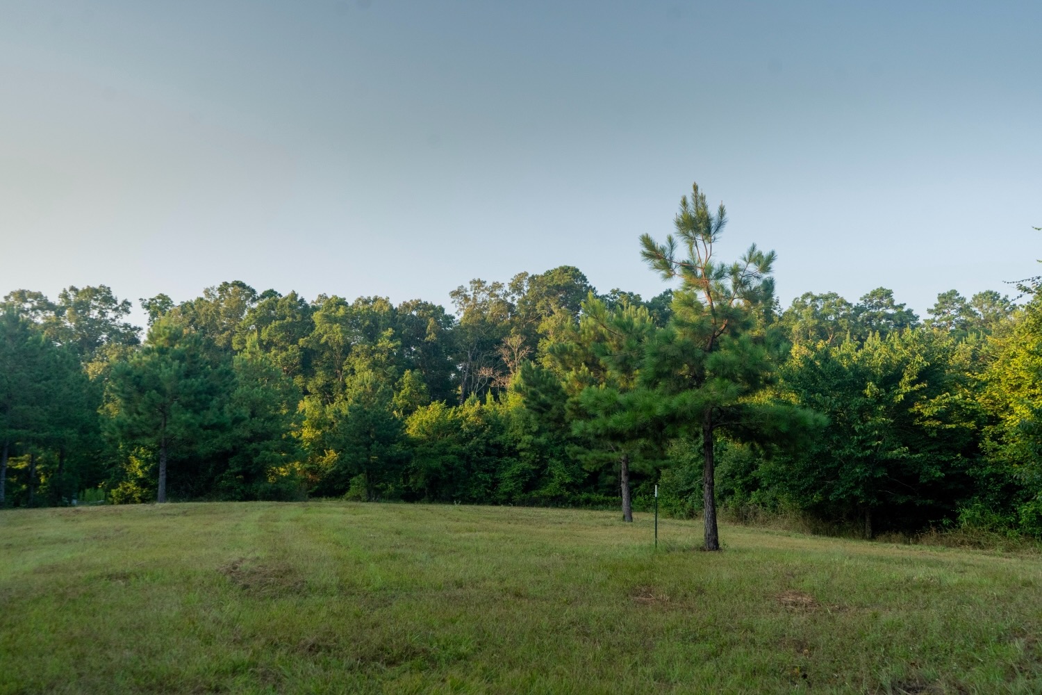 Claiborne Parish Timberland for Sale