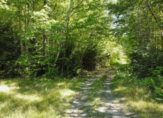 Private 25-Acre Woodlot with Trails & Recreation Access