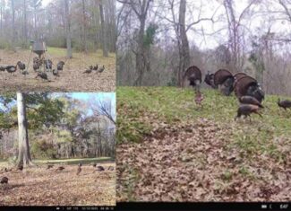 Rodney MS Hunting Land with Tiny Home & Lodge Potential